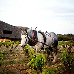 De Castigno - Wine & 5*